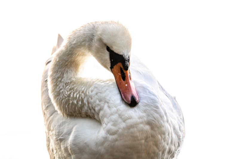 Naturfotografie vor der eigenen Haustür © Tim Glaeser