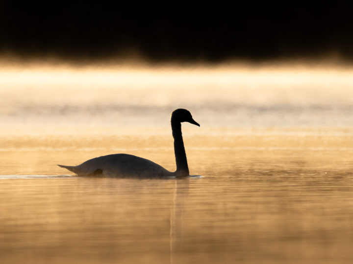 Naturfotografie vor der eigenen Haustür © Tim Glaeser