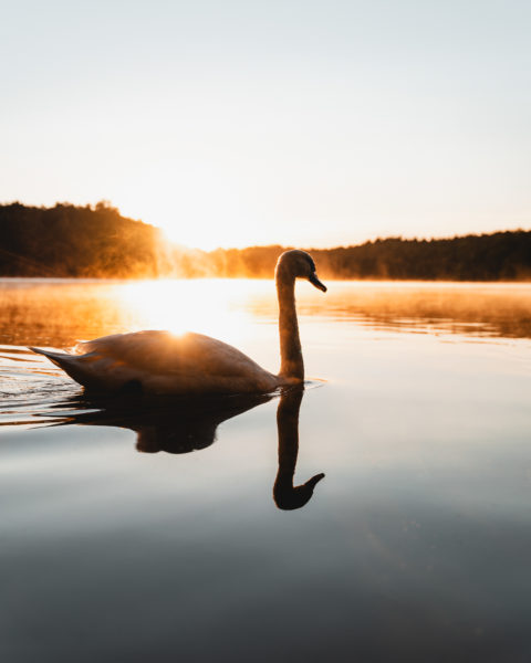 Naturfotografie vor der eigenen Haustür © Tim Glaeser