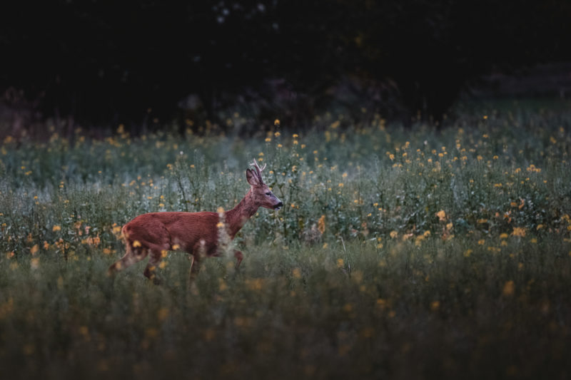 Naturfotografie vor der eigenen Haustür © Tim Glaeser