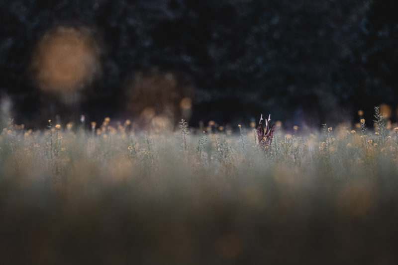 Naturfotografie vor der eigenen Haustür © Tim Glaeser