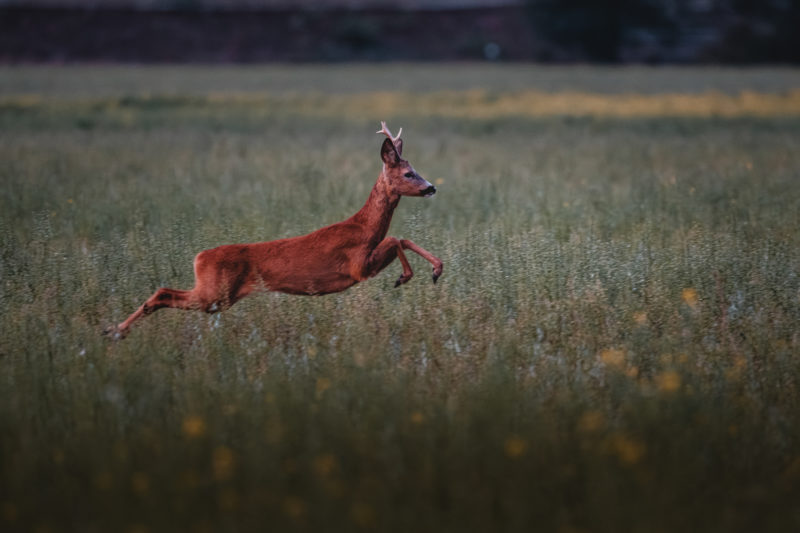 Naturfotografie vNaturfotografie vor der eigenen Haustür © Tim Glaeser