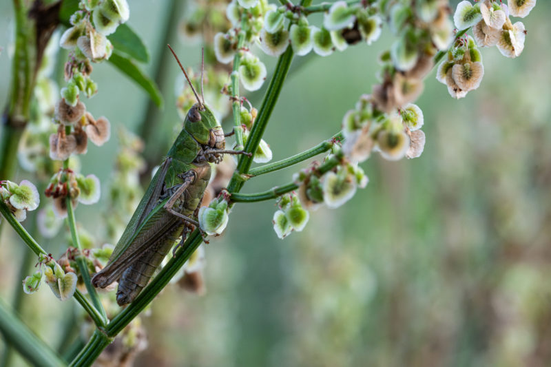 Naturfotografie vor der eigenen Haustür © Tim Glaeser