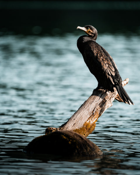 Naturfotografie vor der eigenen Haustür © Tim Glaeser