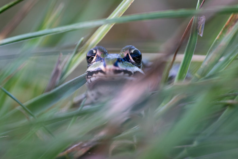 Naturfotografie vor der eigenen Haustür © Tim Glaeser