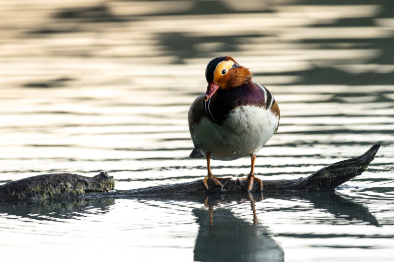 Naturfotografie vor der eigenen Haustür © Tim Glaeser