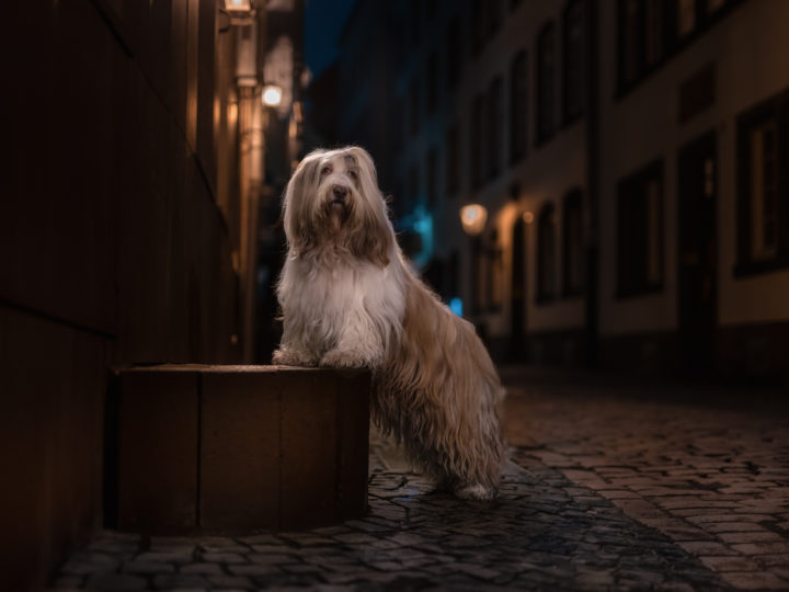 Eine spannende Herausforderung - Hundefotografie bei Nacht © Regine Heuser