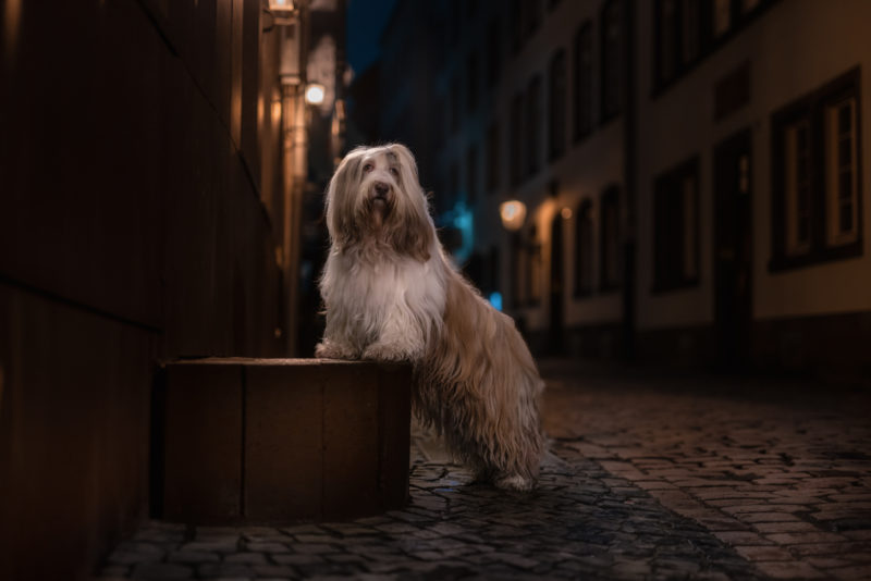 Eine spannende Herausforderung - Hundefotografie bei Nacht © Regine Heuser