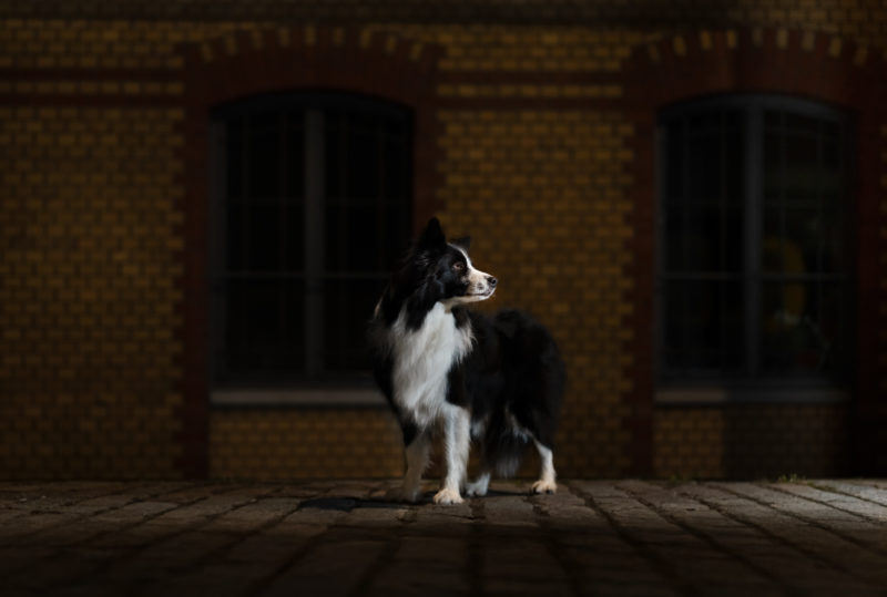 Eine spannende Herausforderung - Hundefotografie bei Nacht © Regine Heuser