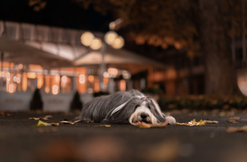 Eine spannende Herausforderung - Hundefotografie bei Nacht © Regine Heuser