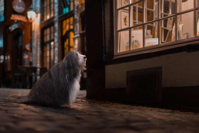 Eine spannende Herausforderung - Hundefotografie bei Nacht © Regine Heuser