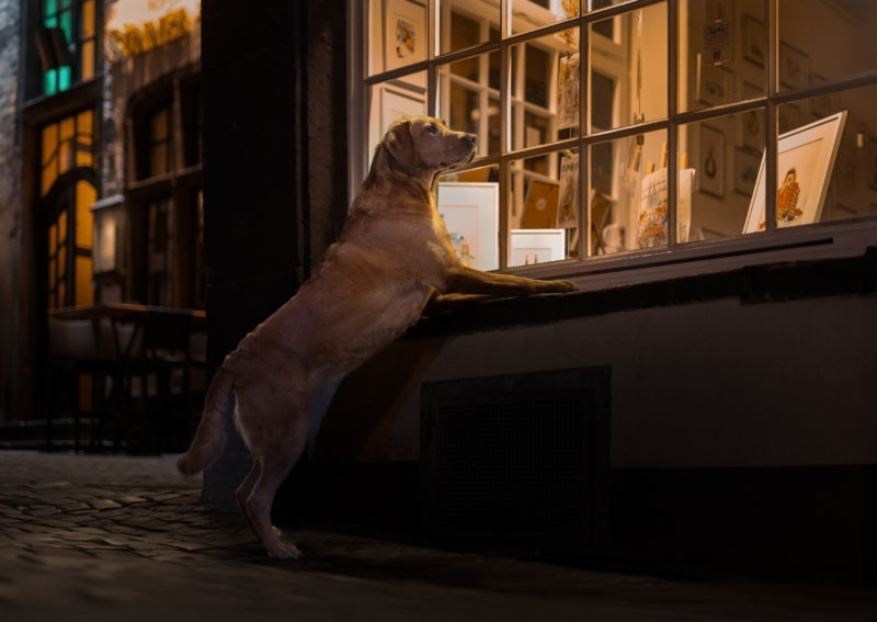 Eine spannende Herausforderung - Hundefotografie bei Nacht © Regine Heuser