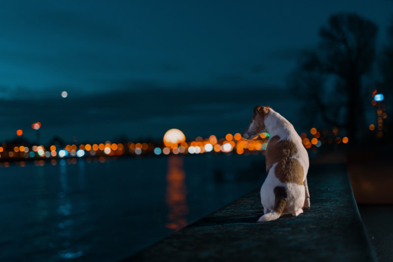 Eine spannende Herausforderung - Hundefotografie bei Nacht © Regine Heuser