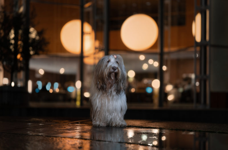 Eine spannende Herausforderung - Hundefotografie bei Nacht © Regine Heuser