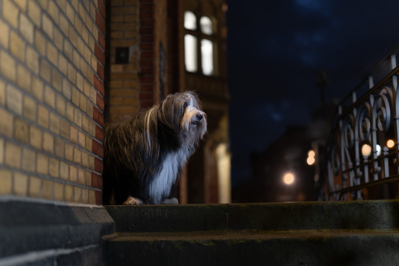 Eine spannende Herausforderung - Hundefotografie bei Nacht © Regine Heuser