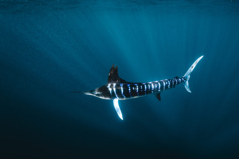 Unterwasser-Fotografie im Ozean © Julia Glaeser