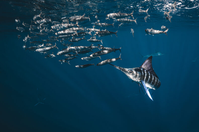 Unterwasser-Fotografie im Ozean © Julia Glaeser