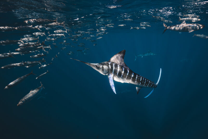 Unterwasser-Fotografie im Ozean © Julia Glaeser