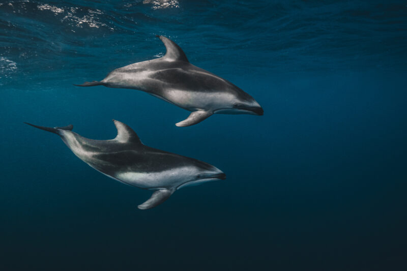 Unterwasser-Fotografie im Ozean © Julia Glaeser