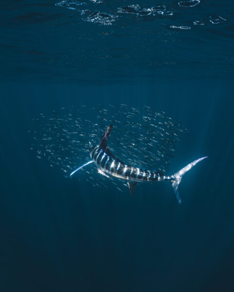 Unterwasser-Fotografie im Ozean © Julia Glaeser