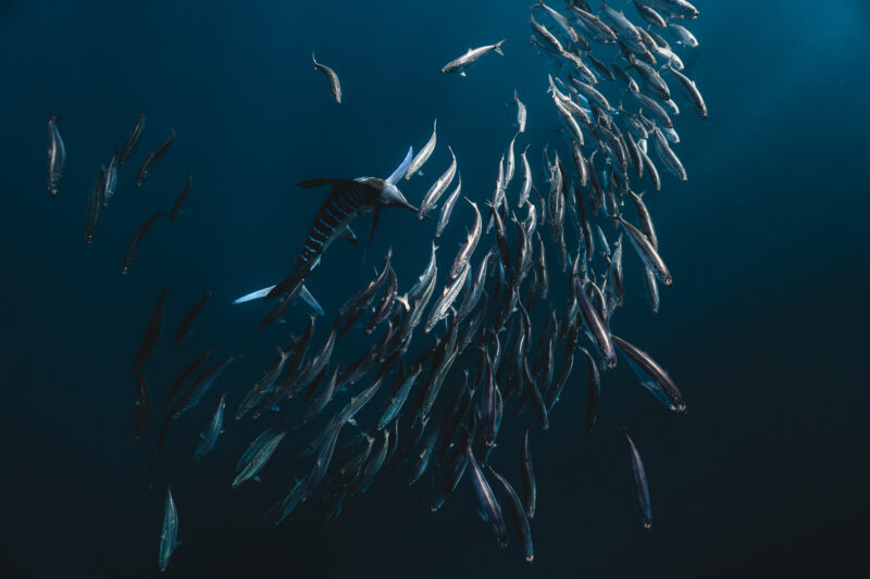 Unterwasser-Fotografie im Ozean © Julia Glaeser