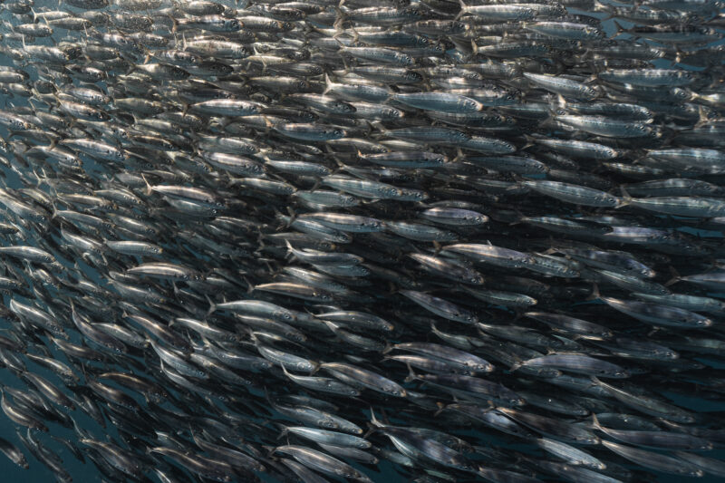 Unterwasser-Fotografie im Ozean © Julia Glaeser