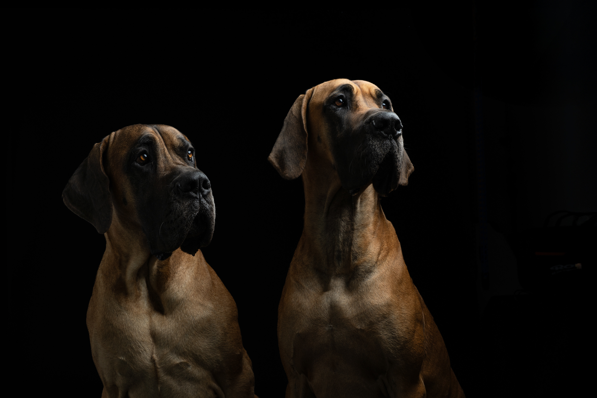 Hundefotografie im Studio © Regine Heuser