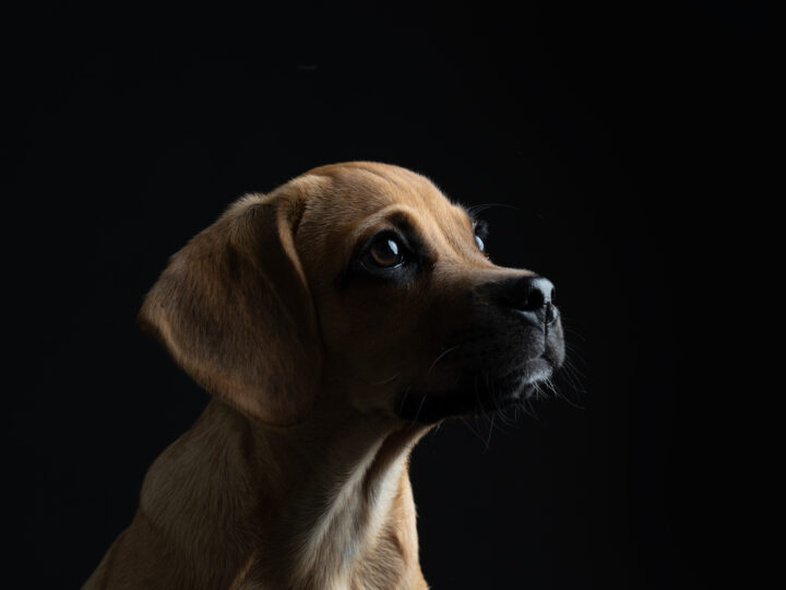 Hundefotografie im Studio © Regine Heuser