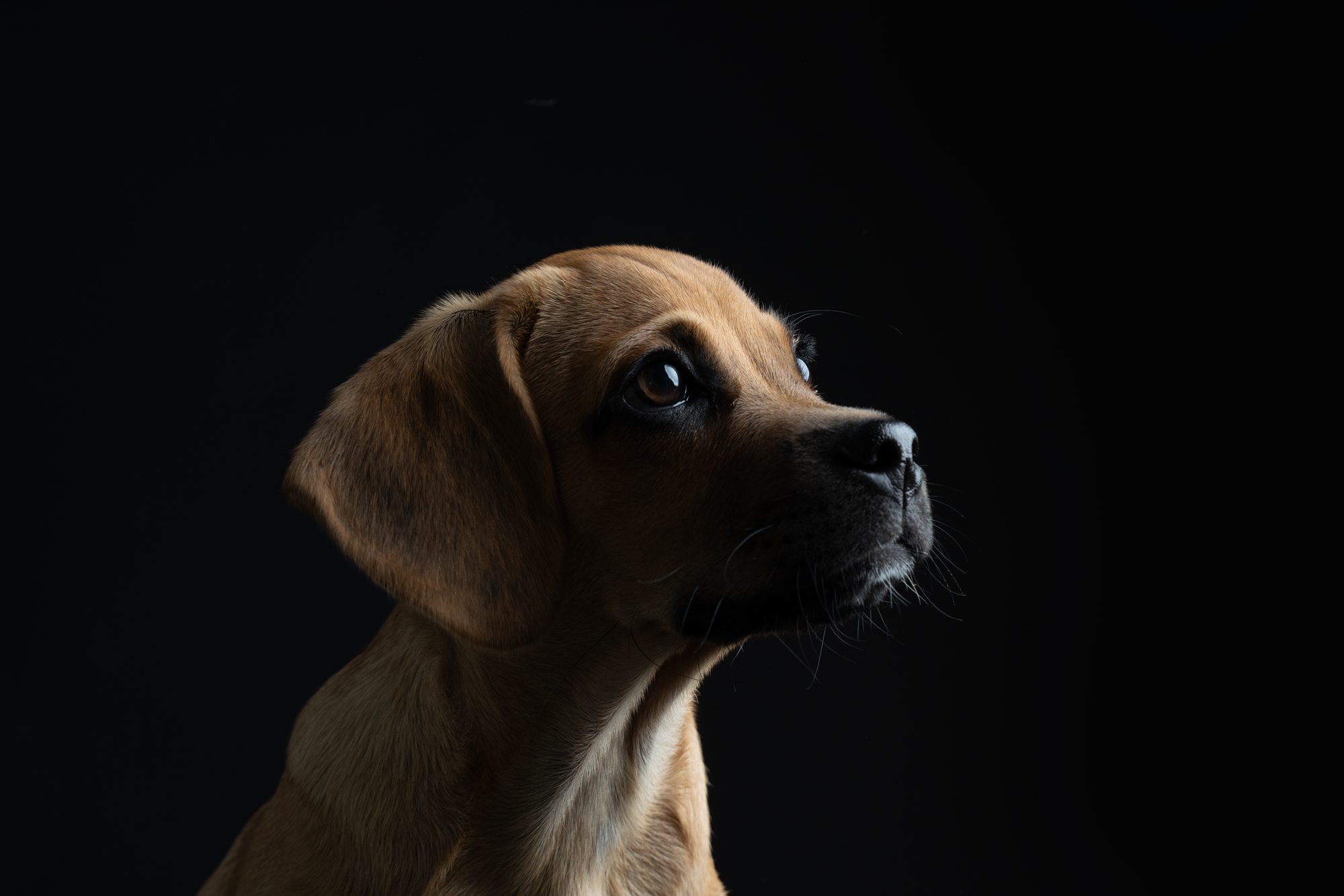 Hundefotografie im Studio © Regine Heuser