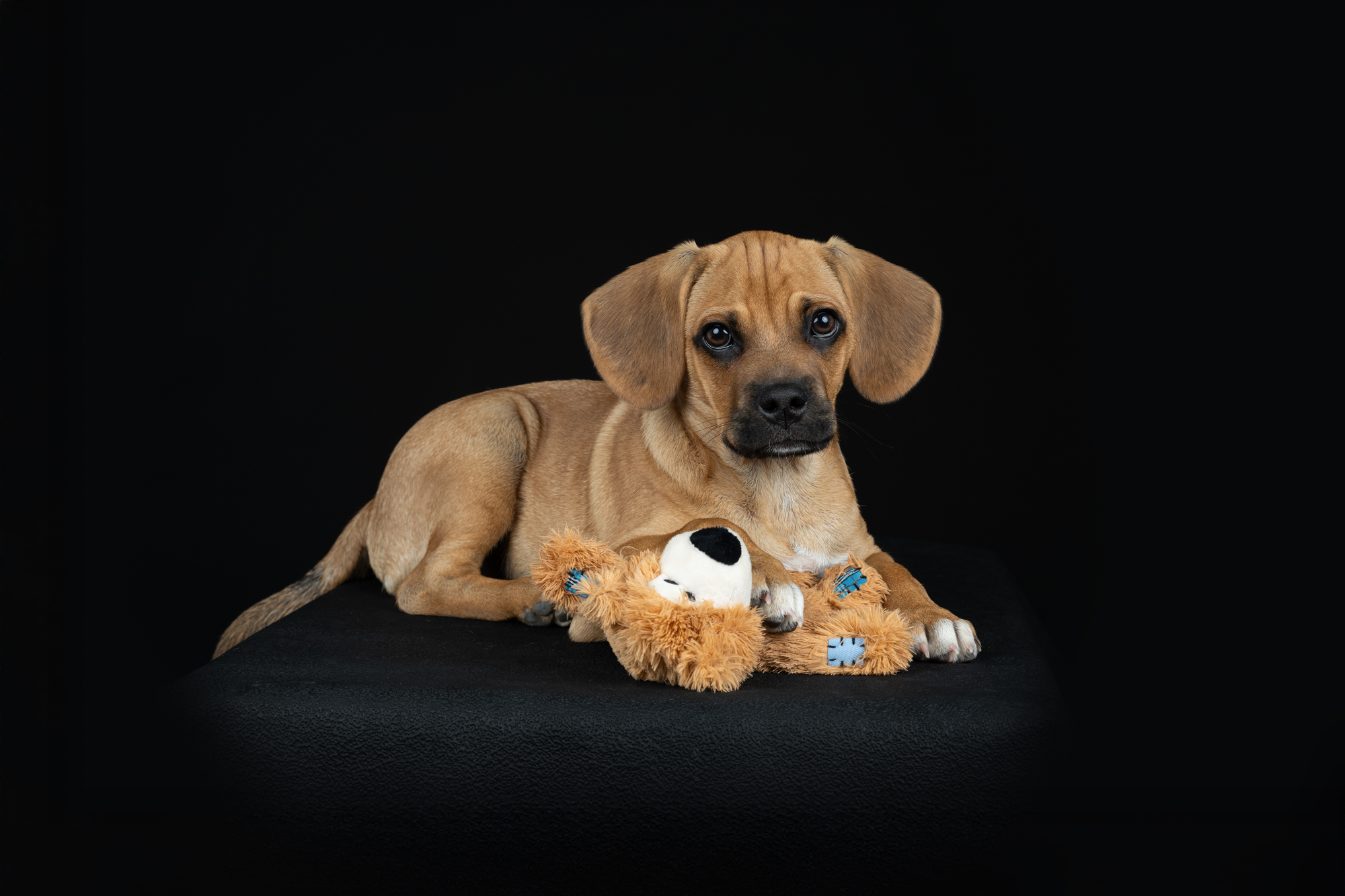Hundefotografie im Studio © Regine Heuser