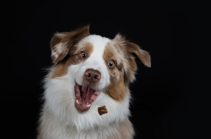 Hundefotografie im Studio © Regine Heuser