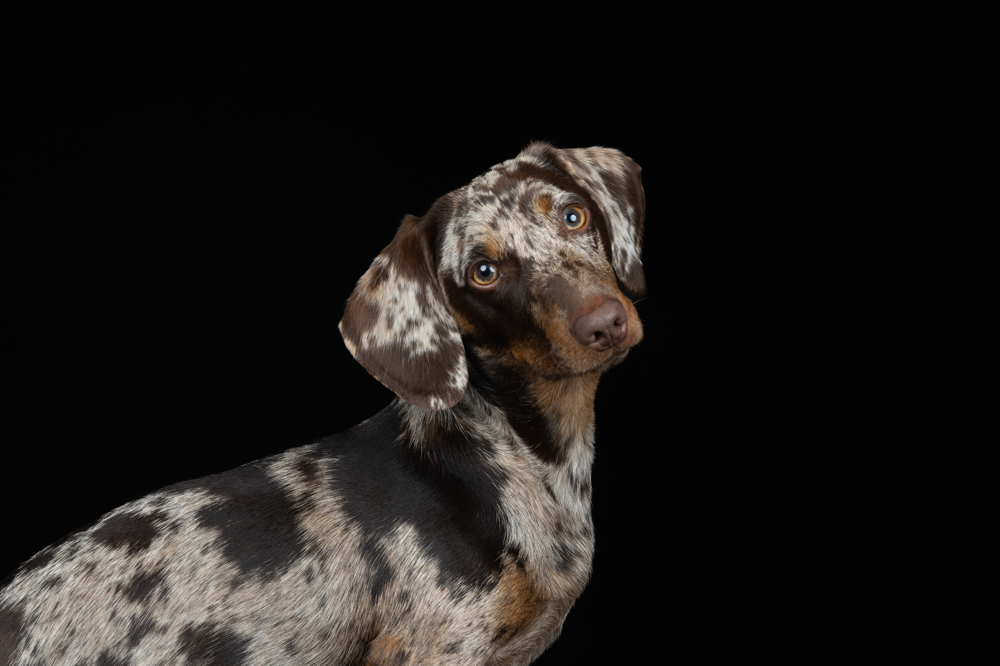 Hundefotografie im Studio © Regine Heuser