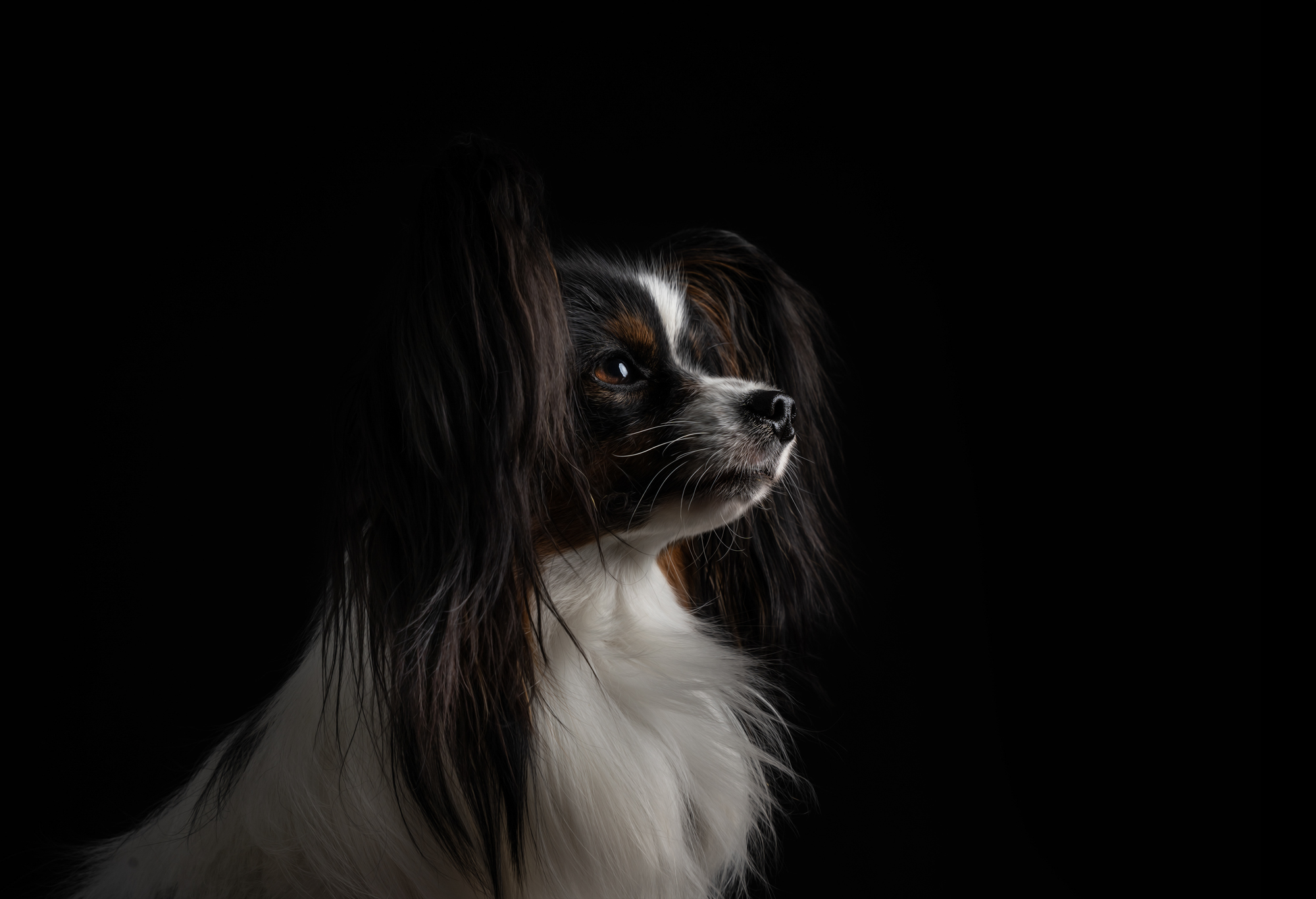 Hundefotografie im Studio © Regine Heuser