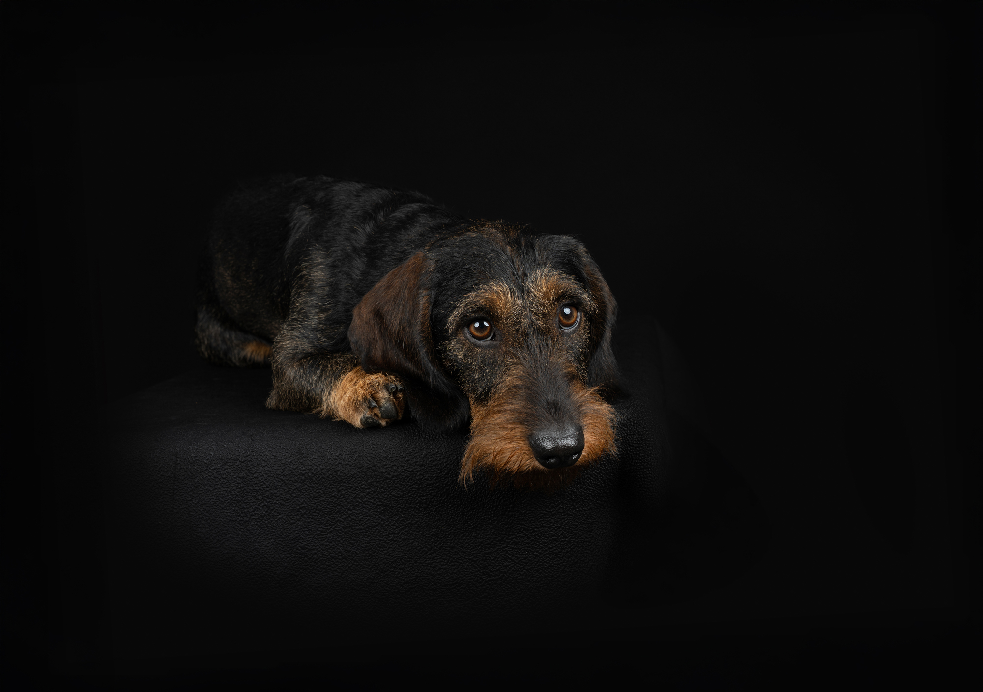 Hundefotografie im Studio © Regine Heuser