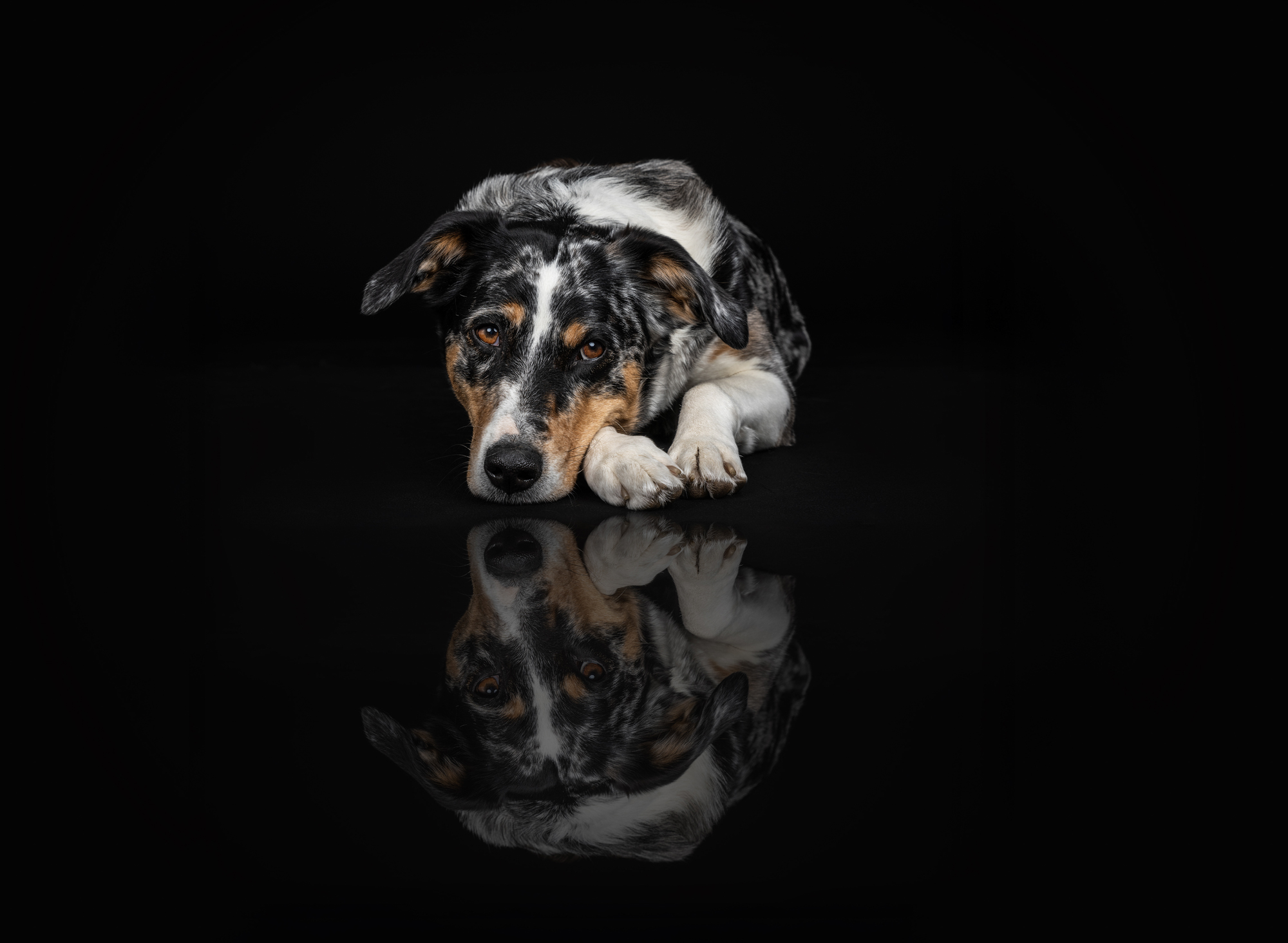 Hundefotografie im Studio © Regine Heuser