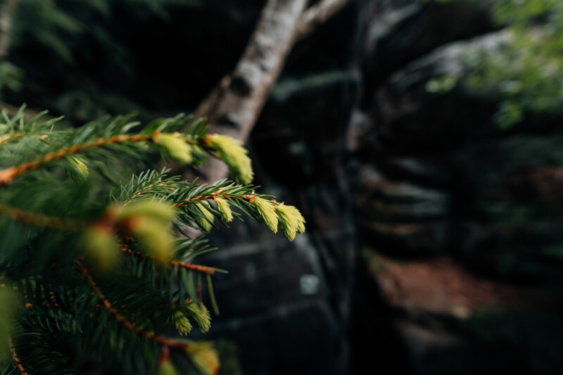 Mit dem 17mm F4 durch tschechische Felsenstädte © Christiane Hube