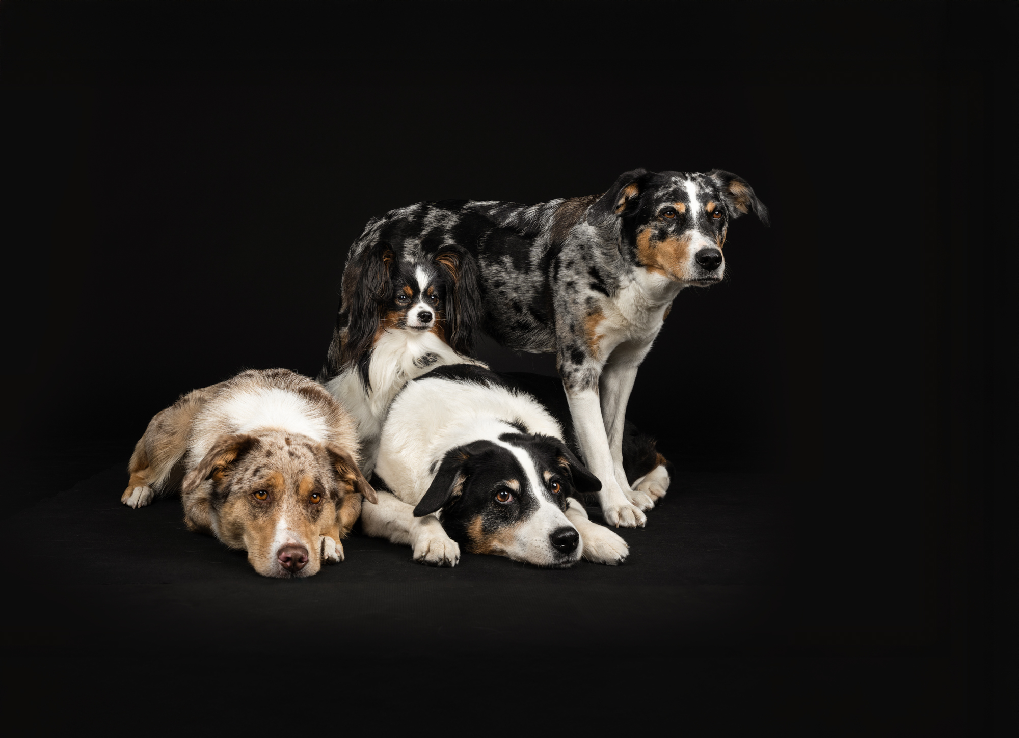 Hundefotografie im Studio © Regine Heuser