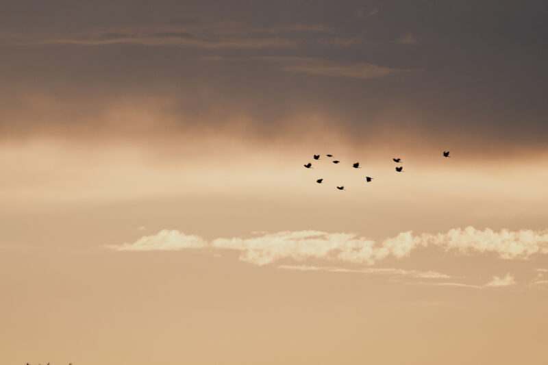 Tanz- und Reisefotografie © Carolin Thiergart