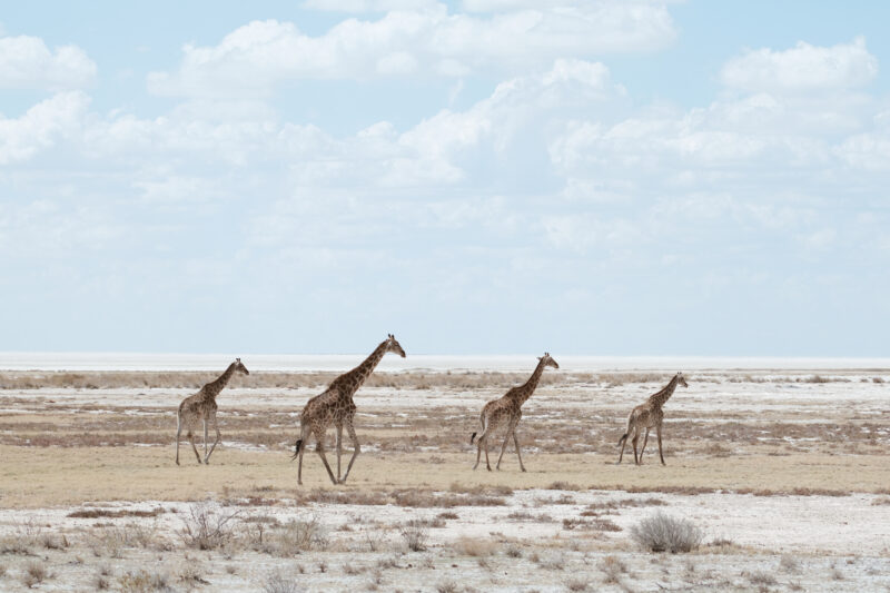Tanz- und Reisefotografie © Carolin Thiergart