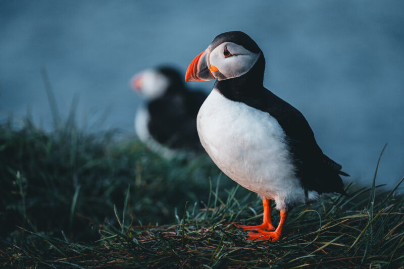 Papageitaucher auf Island © Julia & Tim Glaeser