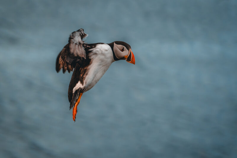 Papageitaucher auf Island © Julia & Tim Glaeser