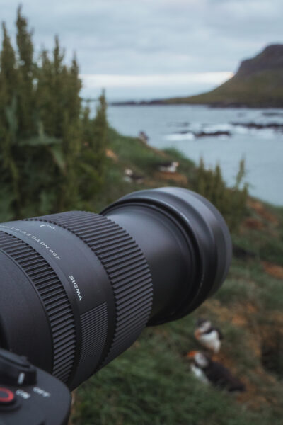 Papageitaucher auf Island © Julia & Tim Glaeser