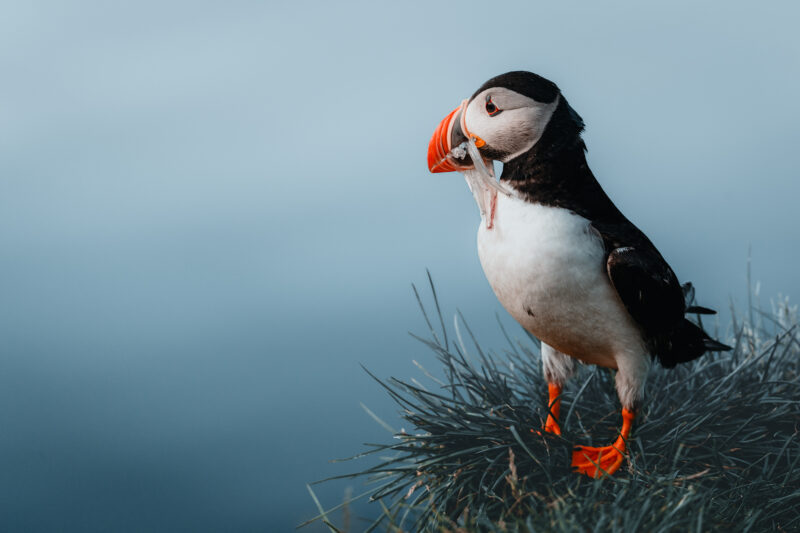 Papageitaucher auf Island © Julia & Tim Glaeser