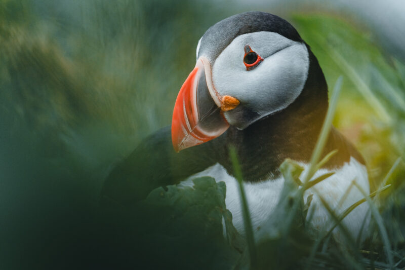 Papageitaucher auf Island © Julia & Tim Glaeser