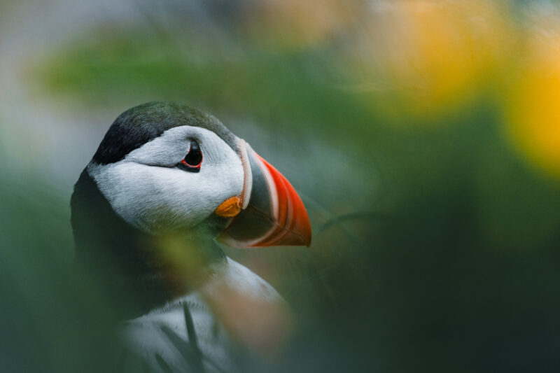 Papageitaucher auf Island © Julia & Tim Glaeser