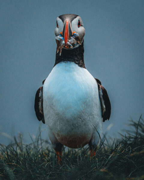 Papageitaucher auf Island © Julia & Tim Glaeser