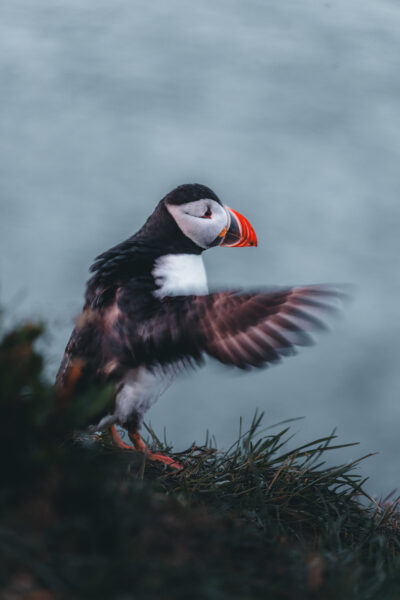 Papageitaucher auf Island © Julia & Tim Glaeser