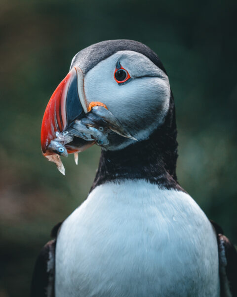 Papageitaucher auf Island © Julia & Tim Glaeser