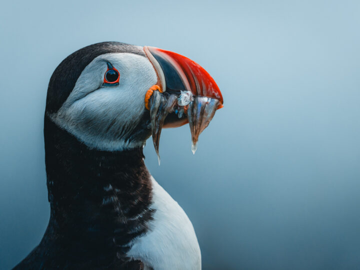 Papageitaucher auf Island © Julia & Tim Glaeser
