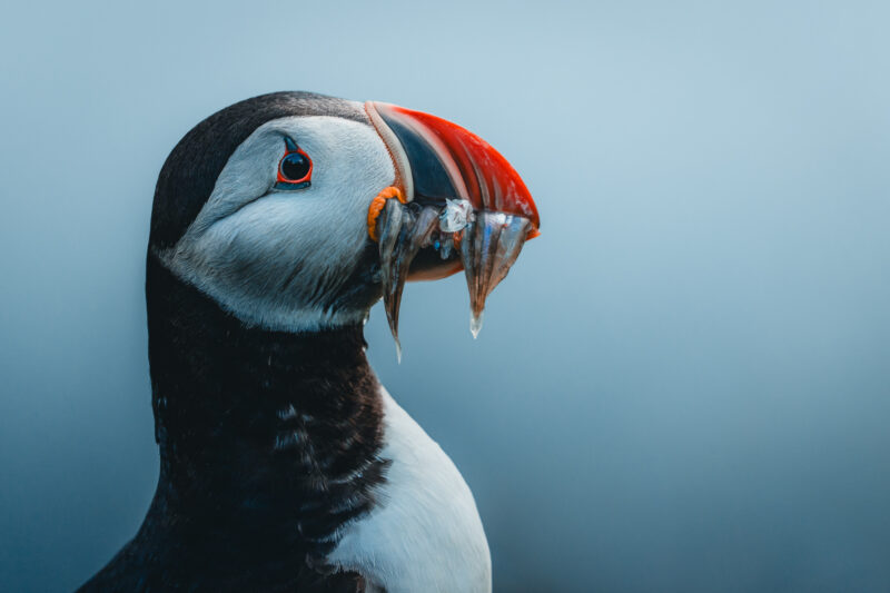 Papageitaucher auf Island © Julia & Tim Glaeser